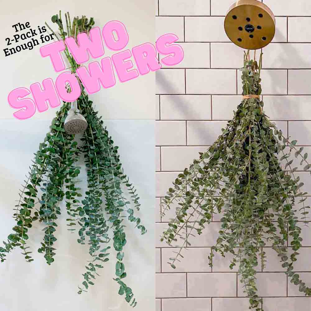 Two eucalyptus bouquets hanging from two shower heads